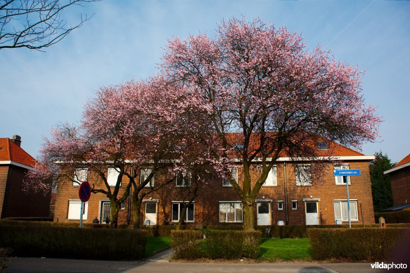 Prunus cerasifera var Nigra