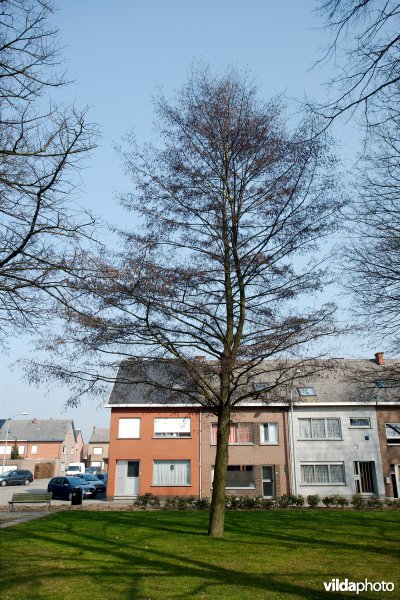 Alnus glutinosa Laciniata