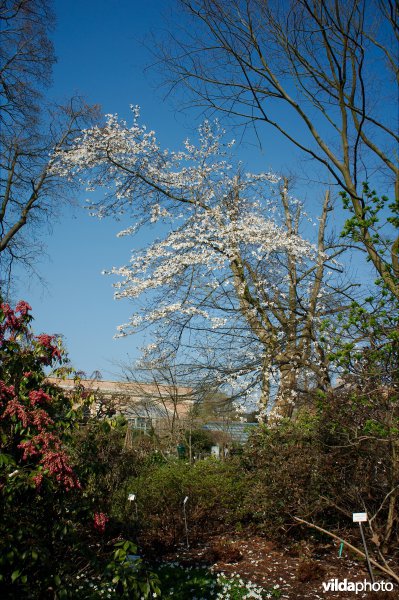 Magnolia kobus