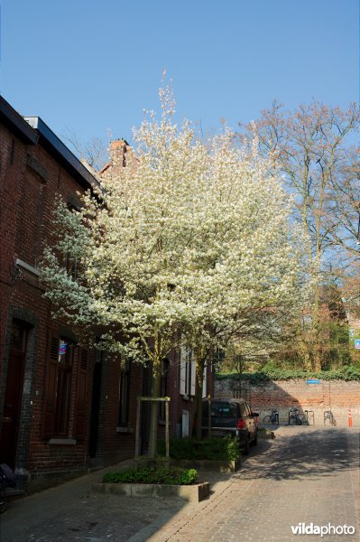 Amelanchier arborea Robin Hill