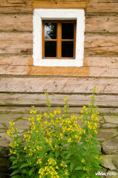 Grote wederik voor en venster in houten huis