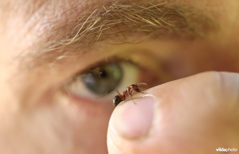 Onderzoeker bestudeert een mier