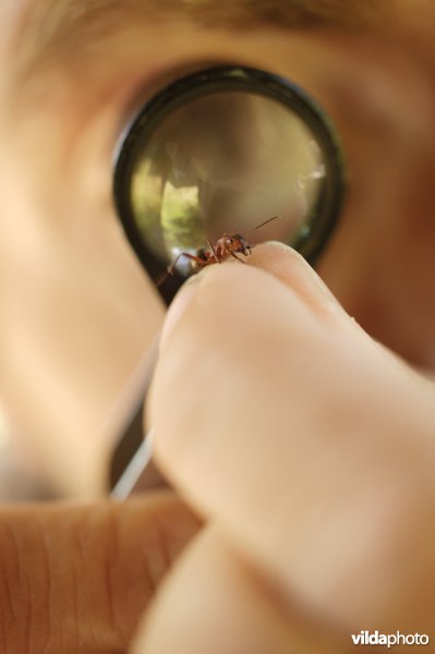 Onderzoeker bestudeert een mier