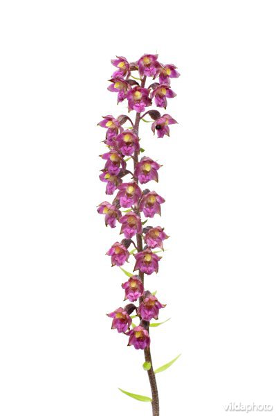 Bruinrode wespenorchis