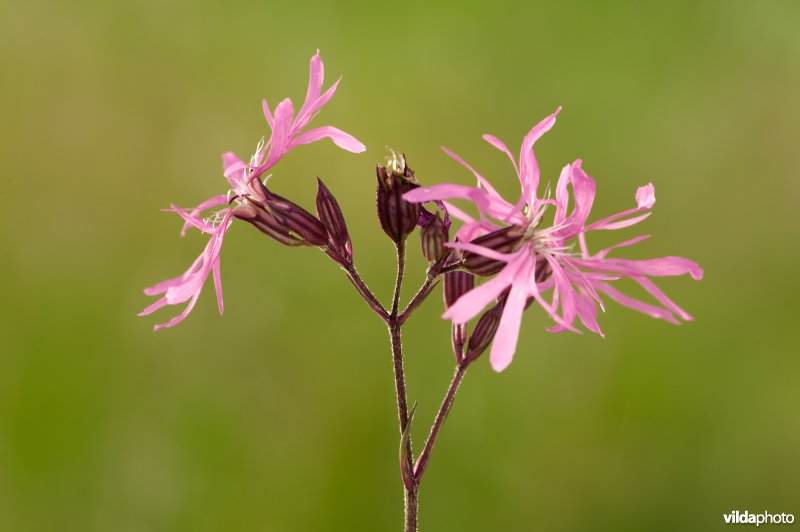 Echte koekoeksbloem