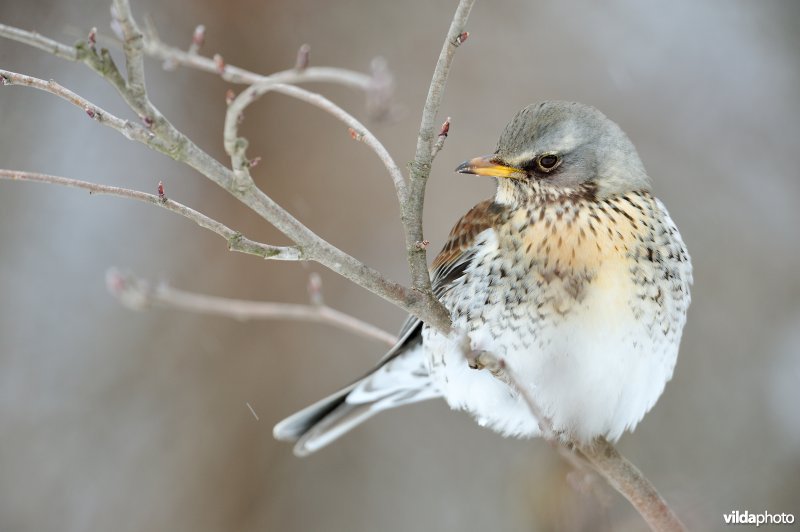 Kramsvogel