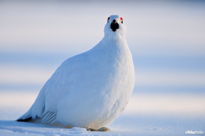 Moerassneeuwhoen in de sneeuw