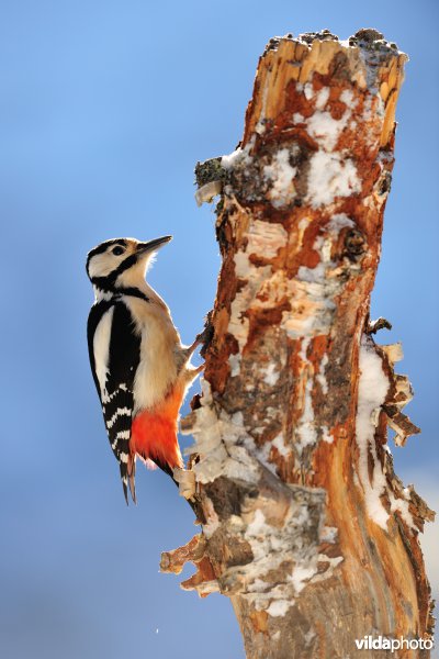 Grote bonte specht