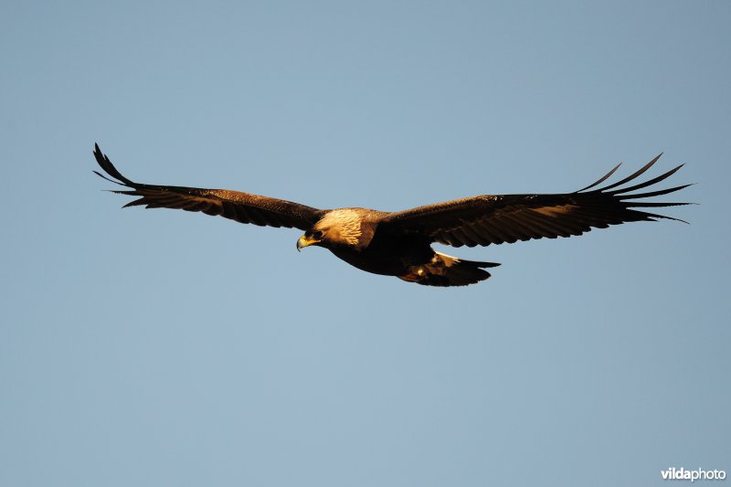 Steenarend in vlucht