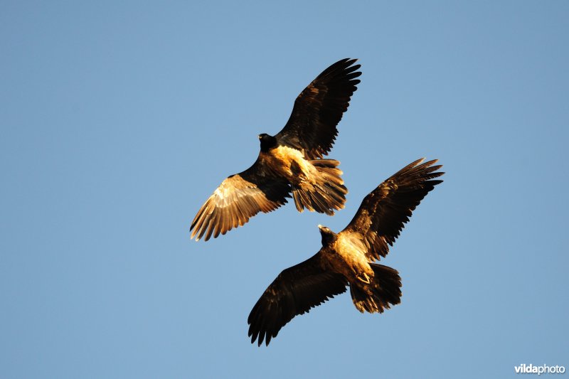Spelende jonge Lammergieren