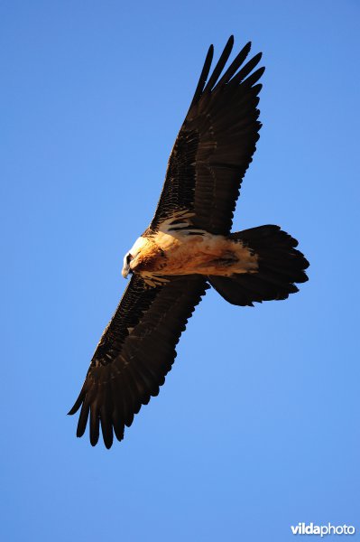Lammergier in vlucht