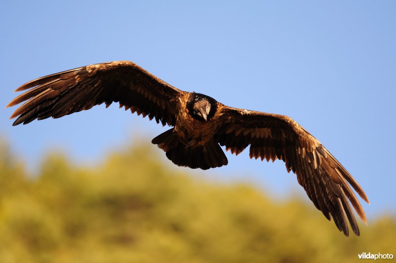 Lammergier in vlucht