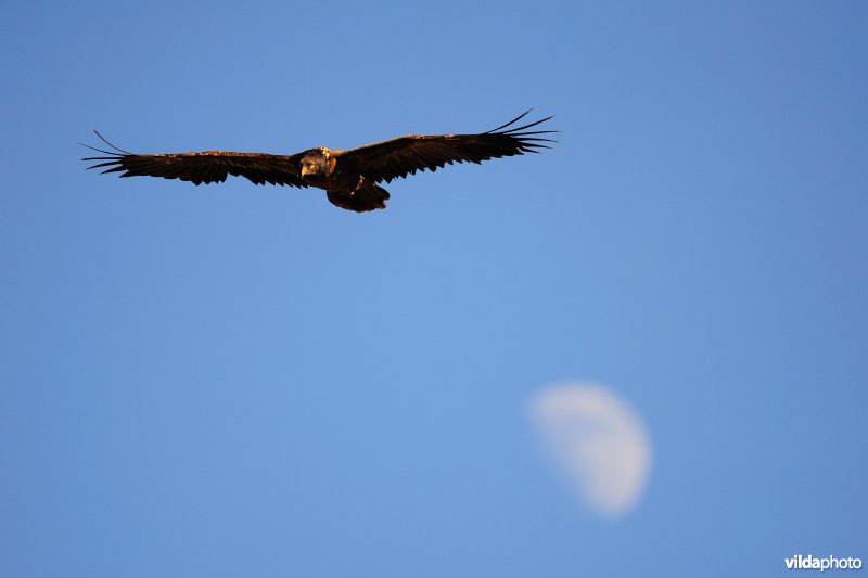 Lammergier in vlucht