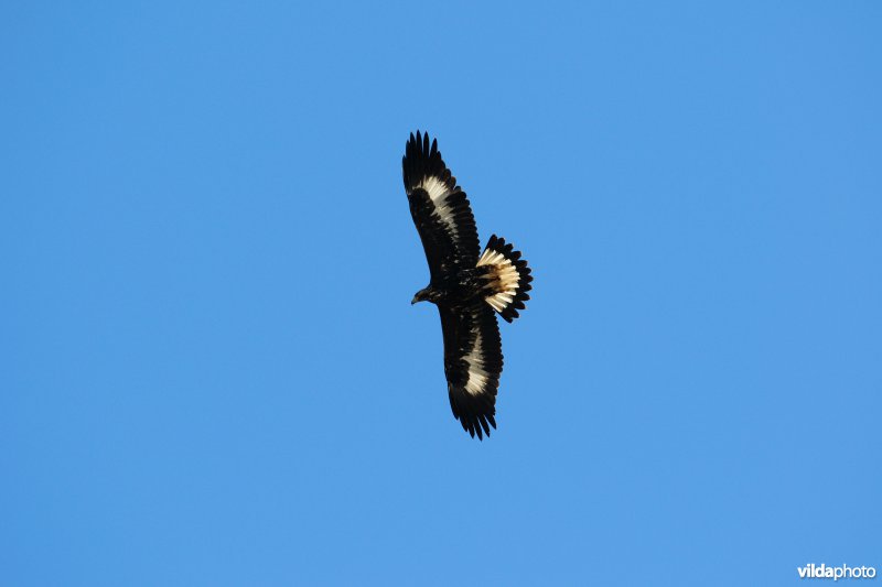 Steenarend in vlucht