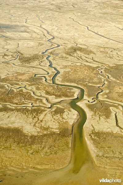 Kreek in de kwelder van Schiermonnikoog