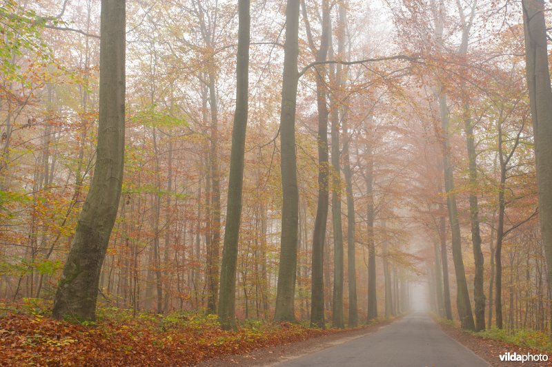 Beukendreef in de mist