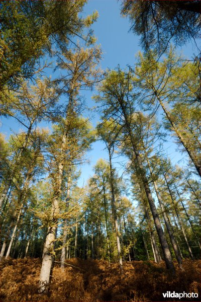 Lorken in de herfst