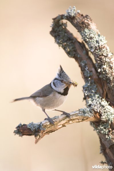 Kuifmeesje met nestmateriaal