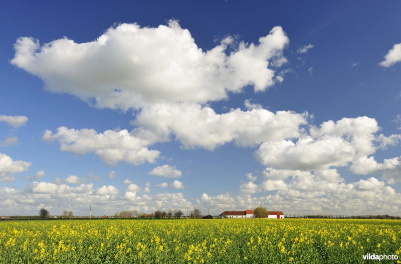 Polders rond Sint-Pieters-Kapelle