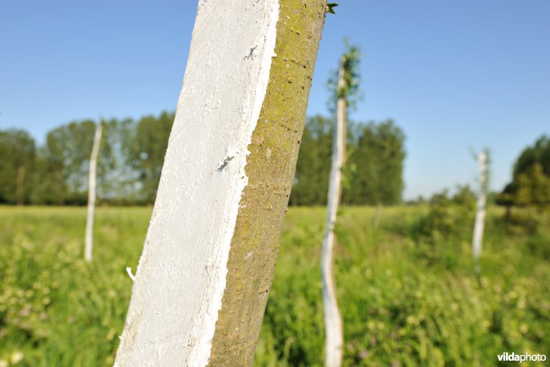 Kalkense Meersen: beeldenstroom reeks 3