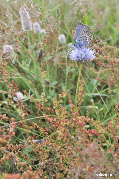 Heideblauwtje