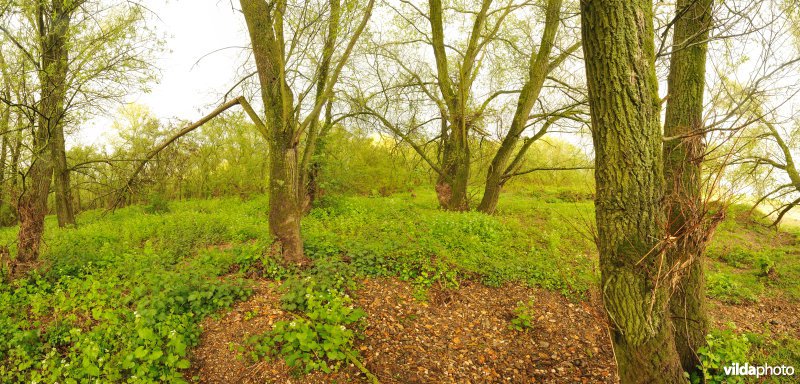 Panorama van Kerkeweerd in avondlicht