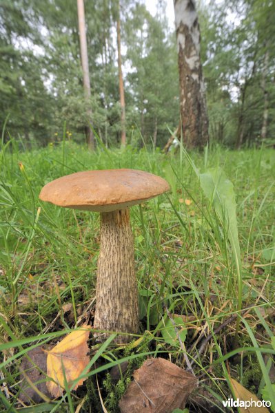 Gewone berkenboleet