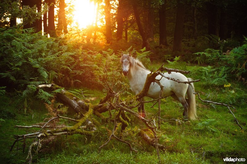 IJslandse pony in oud bos