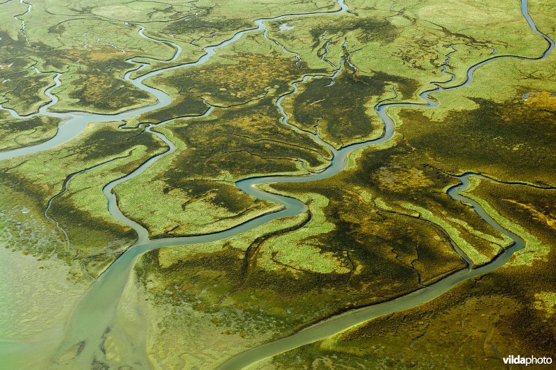 Boschplaat nature reserve, Terschelling, Netherlands De Boschplaat, Terschelling