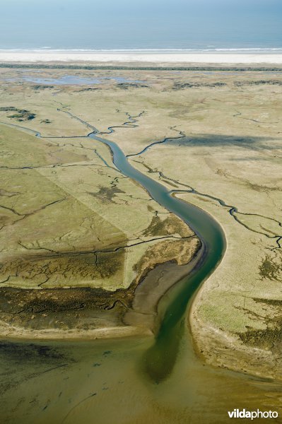 Getijdenkreek in de kwelder van Schiermonnikoog