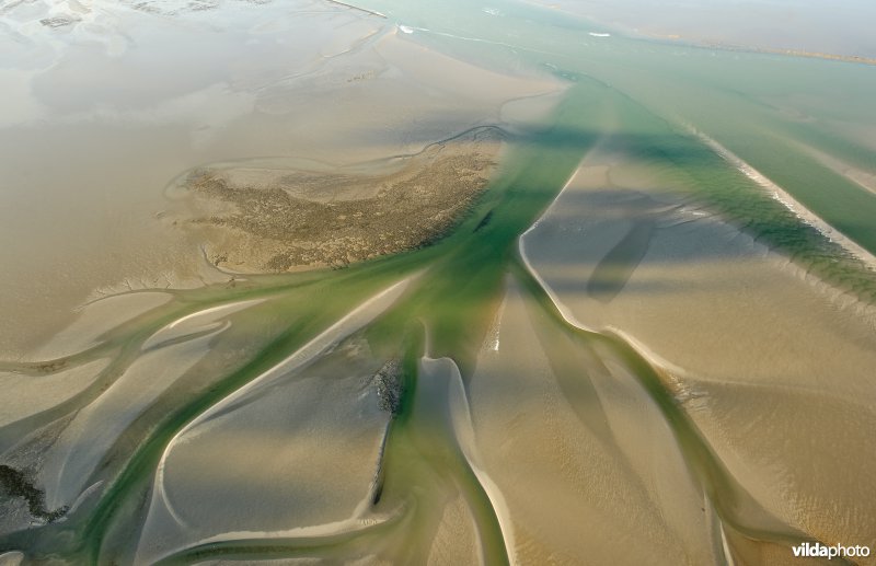 Mosselbank op droogvallende Waddenzee