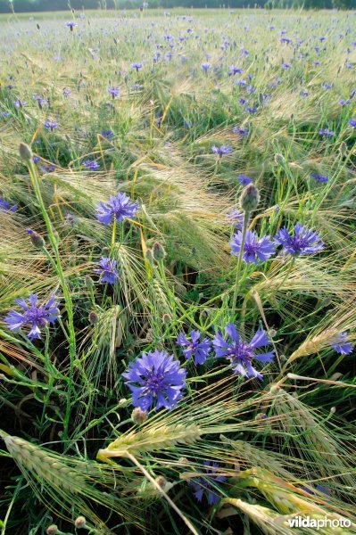 Gerst met korenbloemen