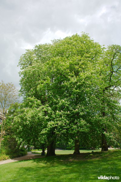 Witte paardekastanje