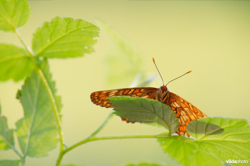 Roodbonte parelmoervlinder
