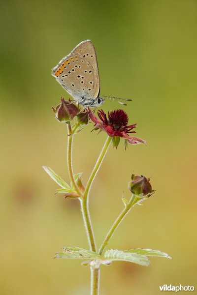 Rode vuurvlinder op Wateraardbei