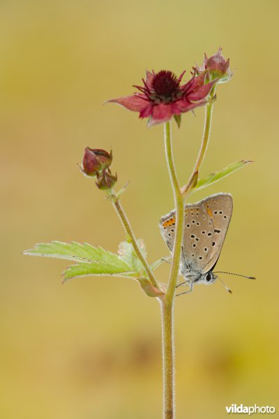 Rode vuurvlinder op Wateraardbei