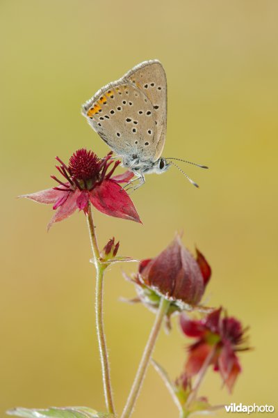 Rode vuurvlinder op Wateraardbei