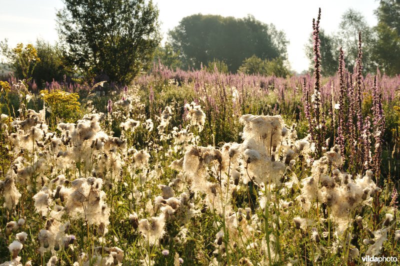 Akkerdistelpluis in het Kalverbos