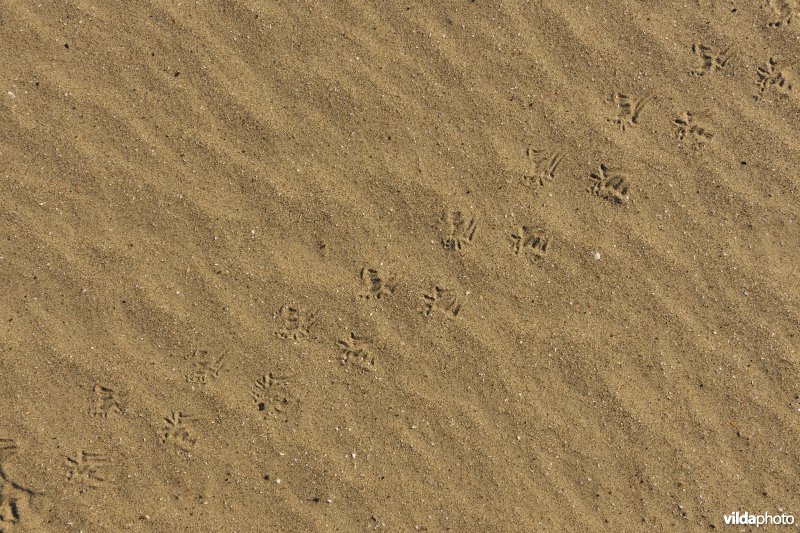 Sporen van Mol in het zand