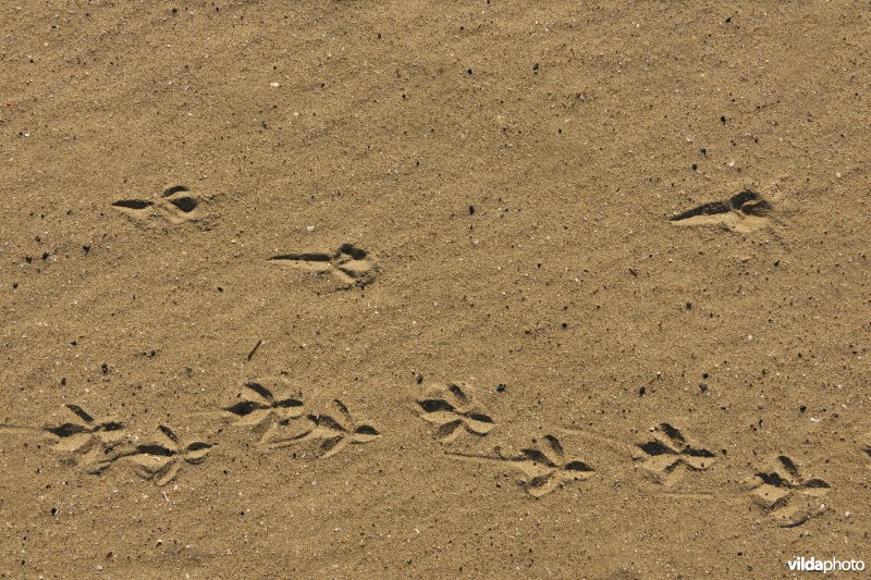 Sporen van Zwarte kraai in het zand