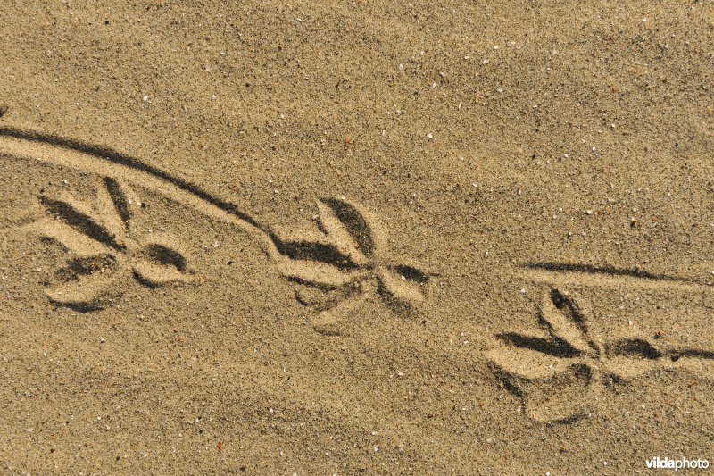 Sporen van kraai in het zand