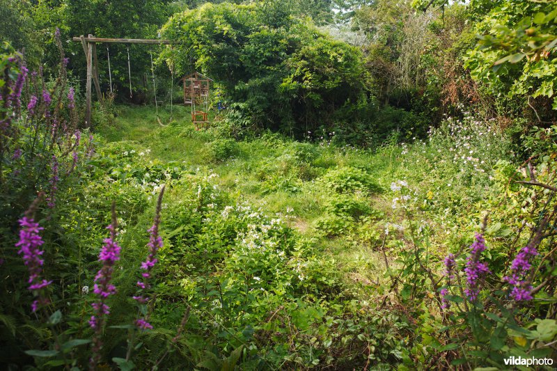 Structuurrijke wilde tuin