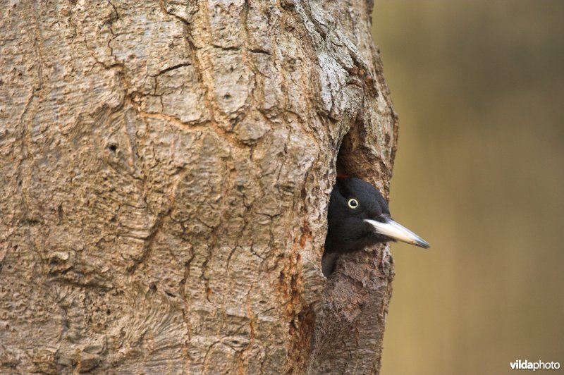 Vrouwtje Zwarte specht