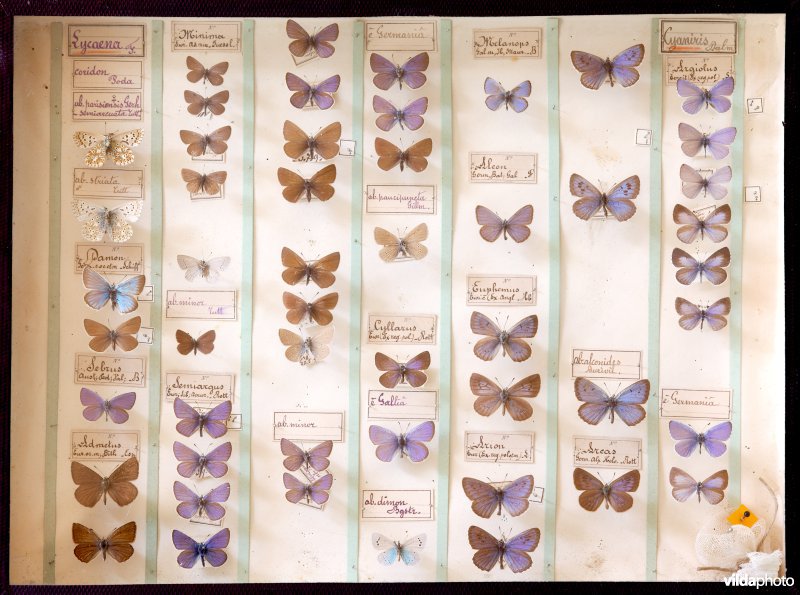 Vlindercollectie Halflants