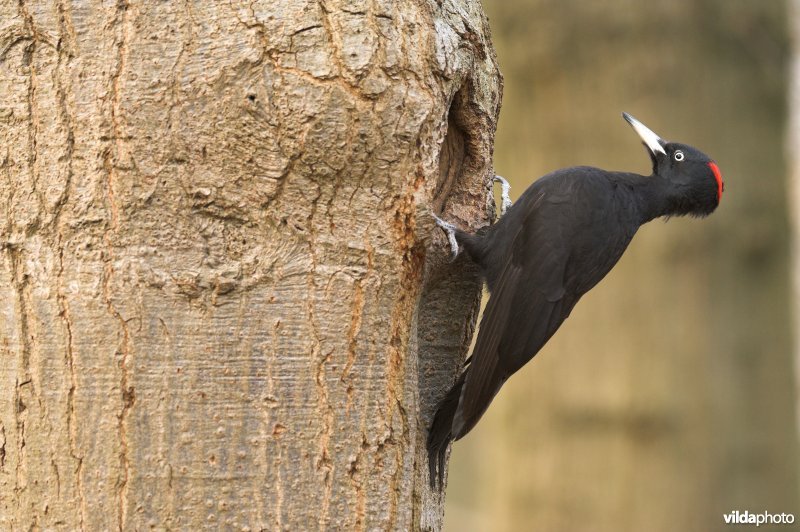 Vrouwtje Zwarte specht