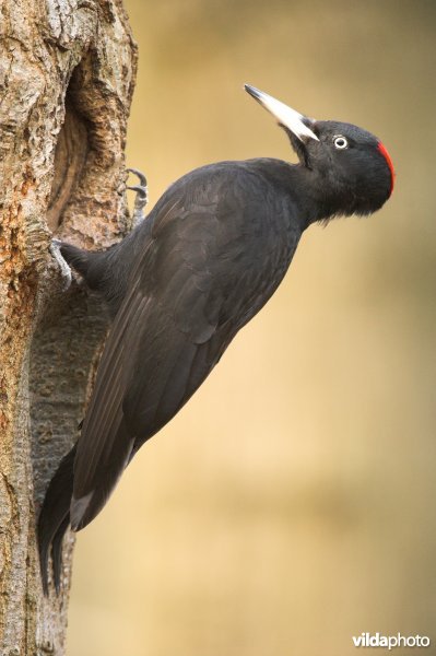 Vrouwtje Zwarte specht