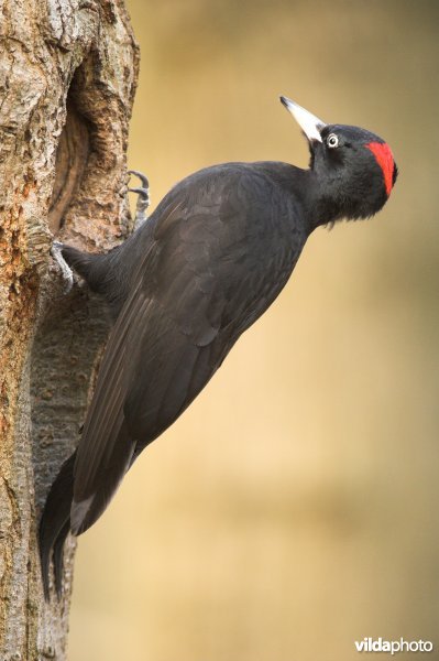 Vrouwtje Zwarte specht