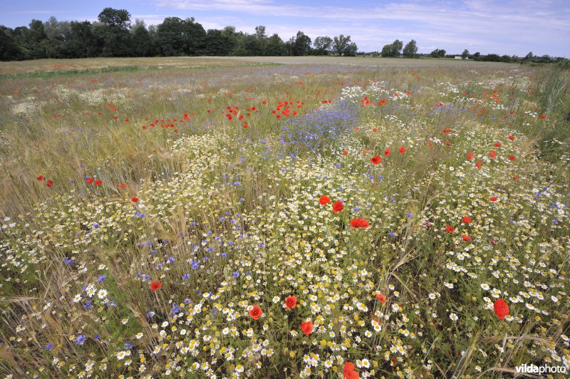 Bloemrijke akker