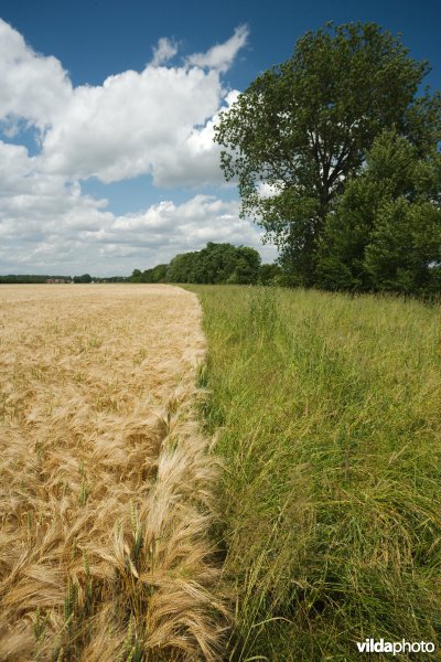 Botanisch beheerde akkerrand