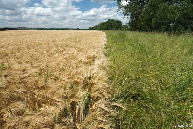 Botanisch beheerde akkerrand